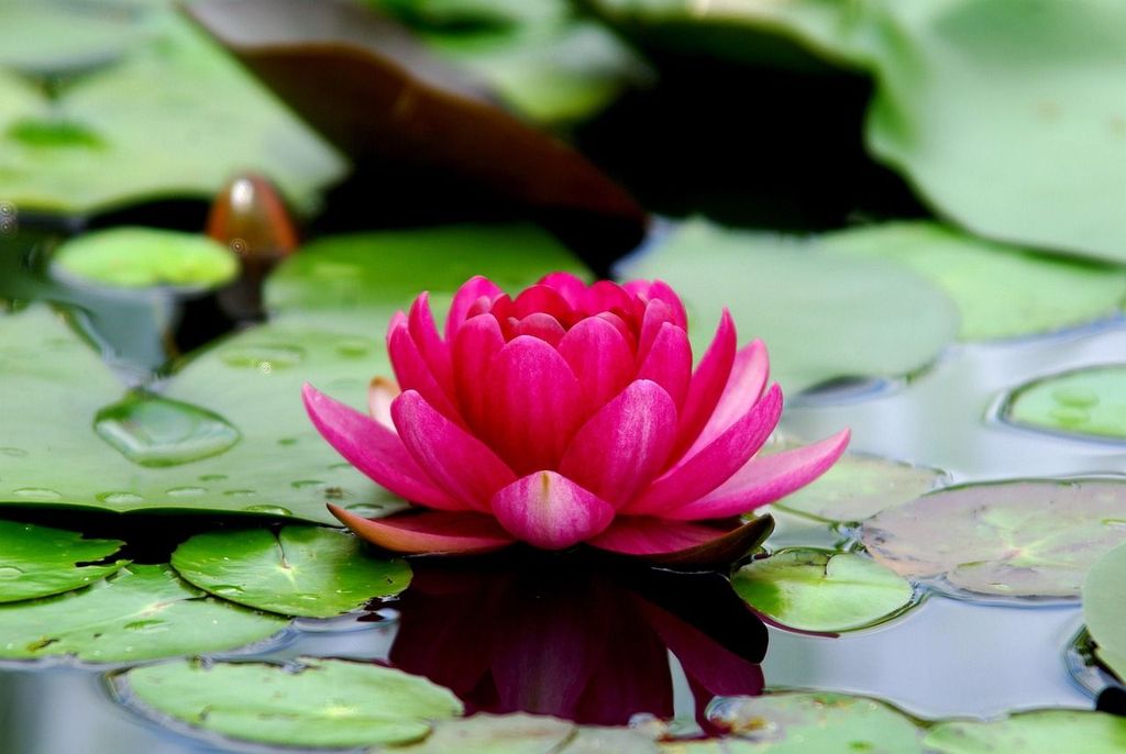 What Is Hypnotherapy and How Does It Work?