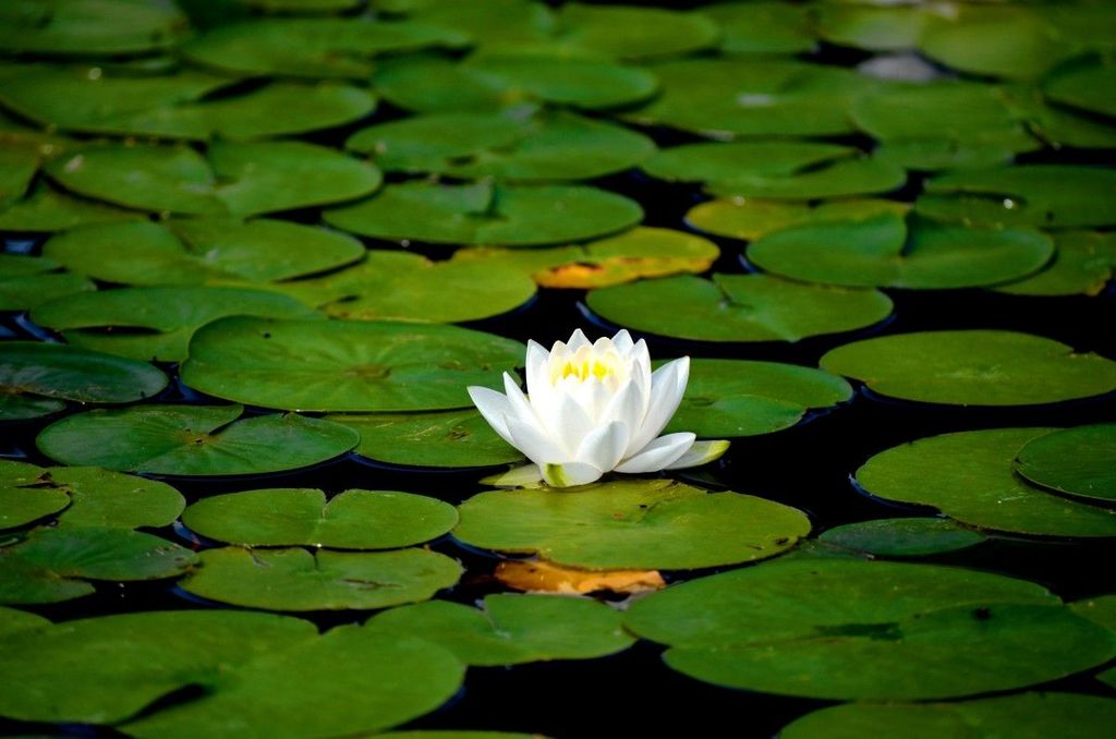The Role of Energy Healers in a Shifting World